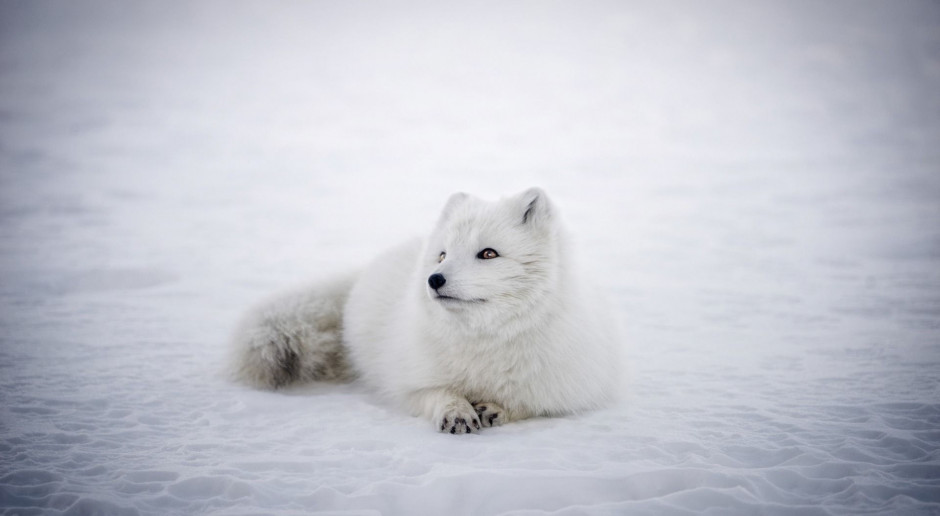 Protest hodowców przeciwko wywozowi lisów polarnych do Chin