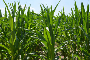 Pełen asortyment kreacji odmianowych kukurydzy na rynku