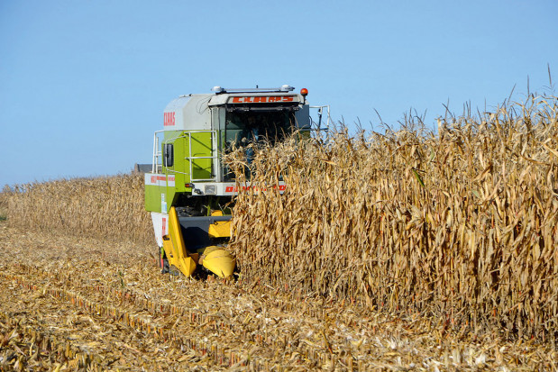 Kukurydza na kiszonkę - firmowe propozycje na 2020 r.