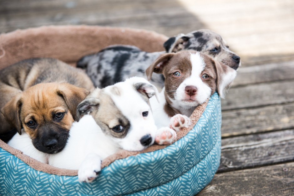 Mózgi psów wykazują zaskakujące podobieństwo do mózgów niemowląt Fot.Shutterstock