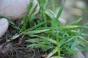 Mączniak prawdziwy zbóż i traw – zboża mocno porażone