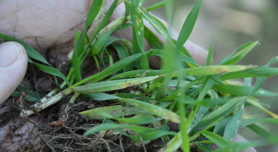 Mączniak prawdziwy zbóż i traw – zboża mocno porażone