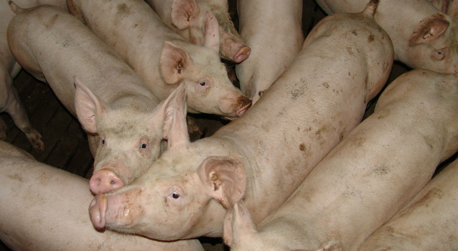 Niemcy: Fermy świń stają się coraz większe