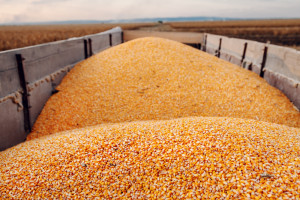 Od początku sezonu Ukraina wyeksportowała ponad 14,5 mln ton kukurydzy