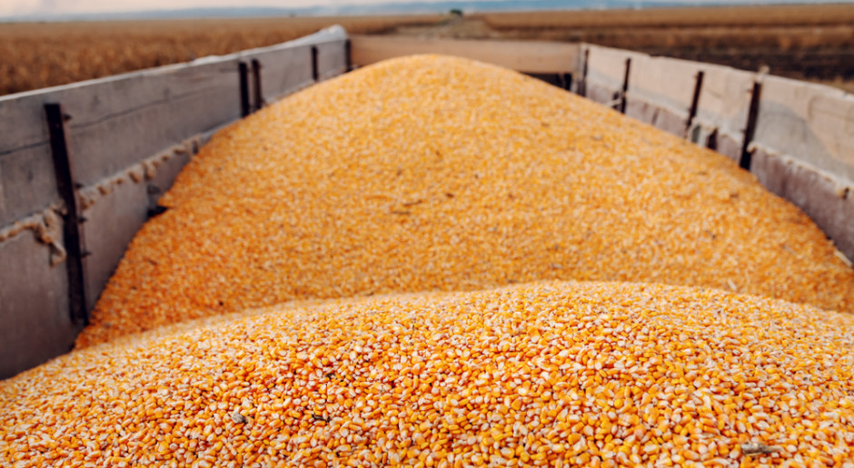 Od początku sezonu Ukraina wyeksportowała ponad 14,5 mln ton kukurydzy