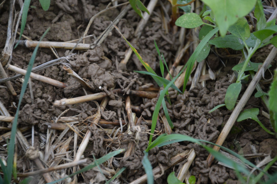 Dżdżownice często są postrzegane, jako wskaźnik zdrowia gleby.