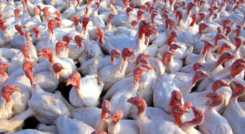 Wydłuża się likwidacja stada 40 tys. indyków zarażonych grypą ptaków