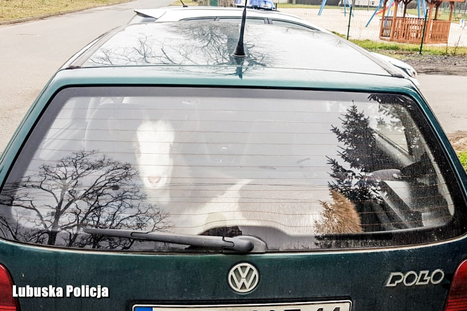 W bagażniku polo siedziała koza, Fot. Policja