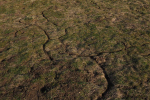 Niemcy: Plaga myszy dotknęła 150 000 ha