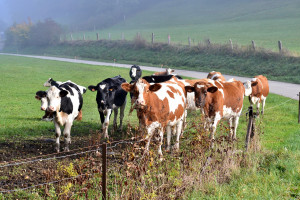 Wolne krowy z Deszczna wywożone do nowego gospodarstwa