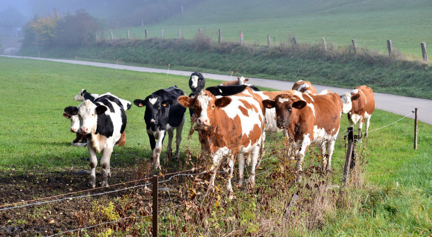 Wolne krowy z Deszczna wywożone do nowego gospodarstwa