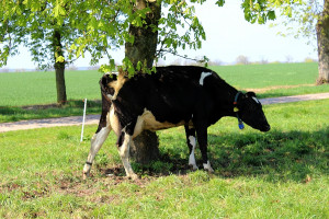 Konferencje Farmera: Zadbać o wydajność krów