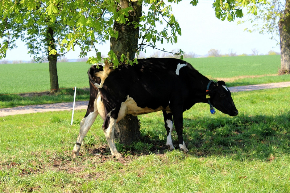 Stres cieplny u bydła objawia się wyraźnym spadkiem produkcji mleka, fot. Ł.Ch.