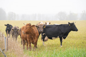 W grudniu 2019 r. hodowano 6,2 mln sztuk bydła