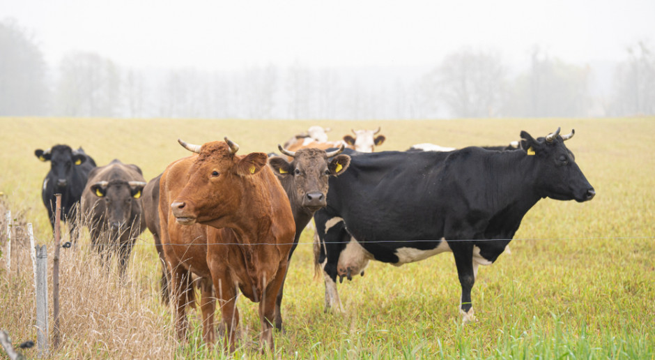 W grudniu 2019 r. hodowano 6,2 mln sztuk bydła