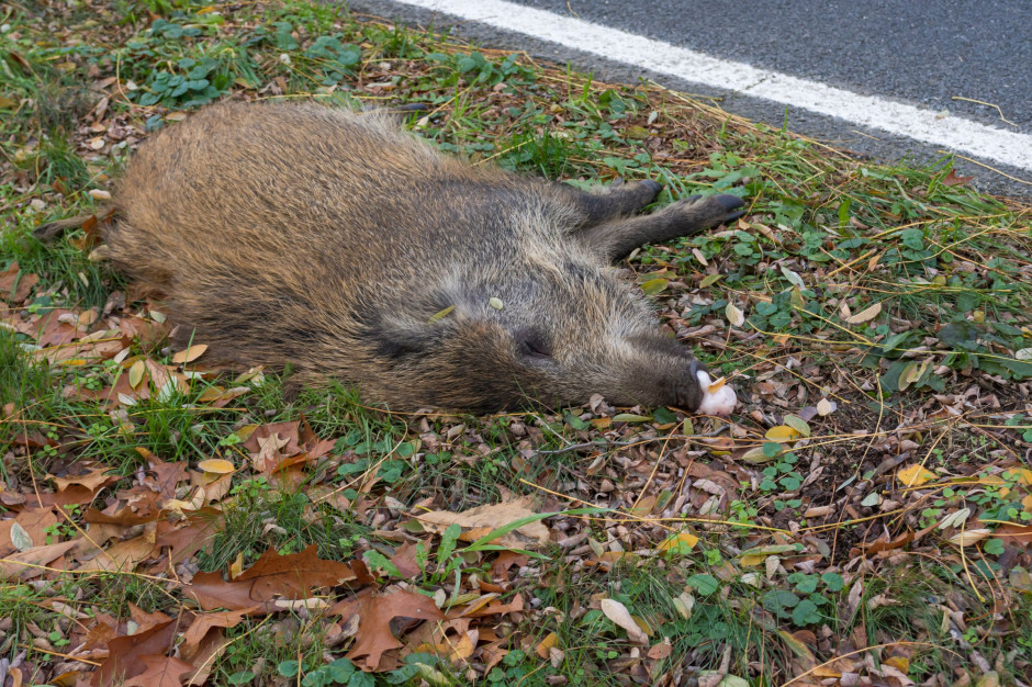 Obszar skażony afrykańskim pomorem świń u dzików obejmuje 25 miejscowości w gminach: Pniewy i Szamotuły, fot. Shutterstock
