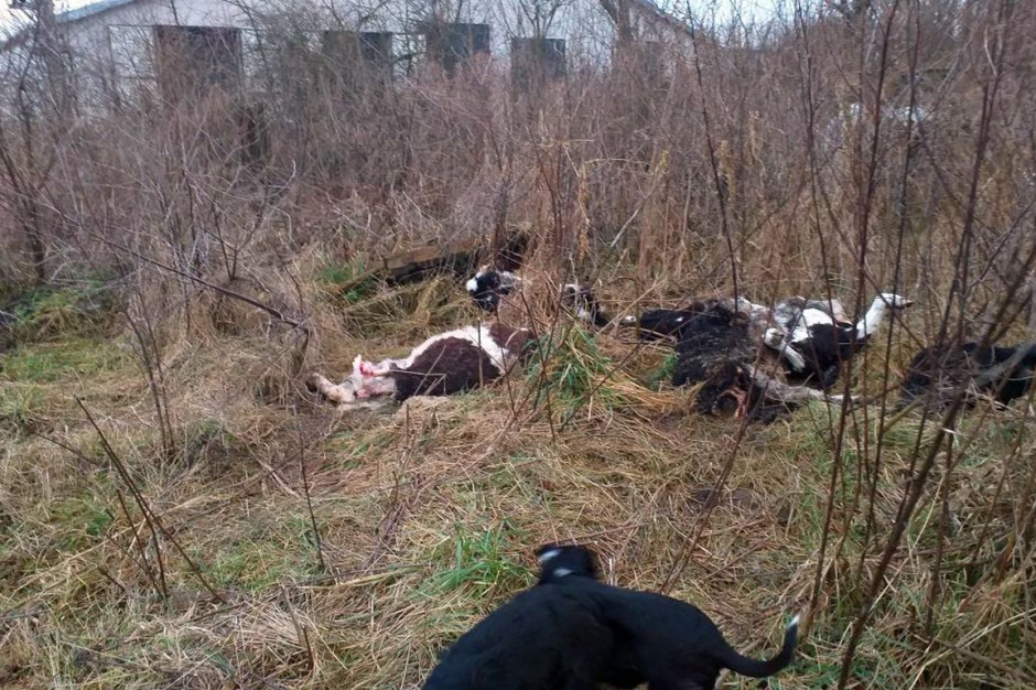 Na terenie posesjii zanleziono kilka padłych sztuk bydła, Foto: Iławskie Towarzystwo Ochrony Zwierząt
