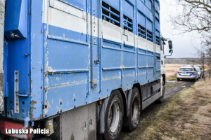 Lubuska policja przemówiła w sprawie wolnych krów z Deszczna