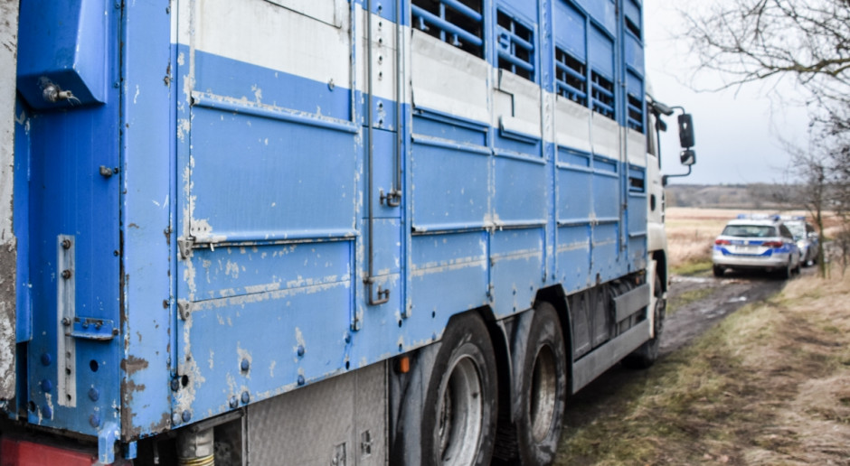 Lubuska policja przemówiła w sprawie wolnych krów z Deszczna