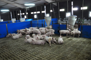 Cyfrowe rolnictwo w żywieniu świń