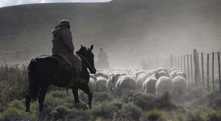 Kazachstan zamierza zwiększyć pogłowie owiec z 7 do 15 mln sztuk; Fot.Pixabay.com Kazachstan zakazał eksportu zwierząt gospodarskich