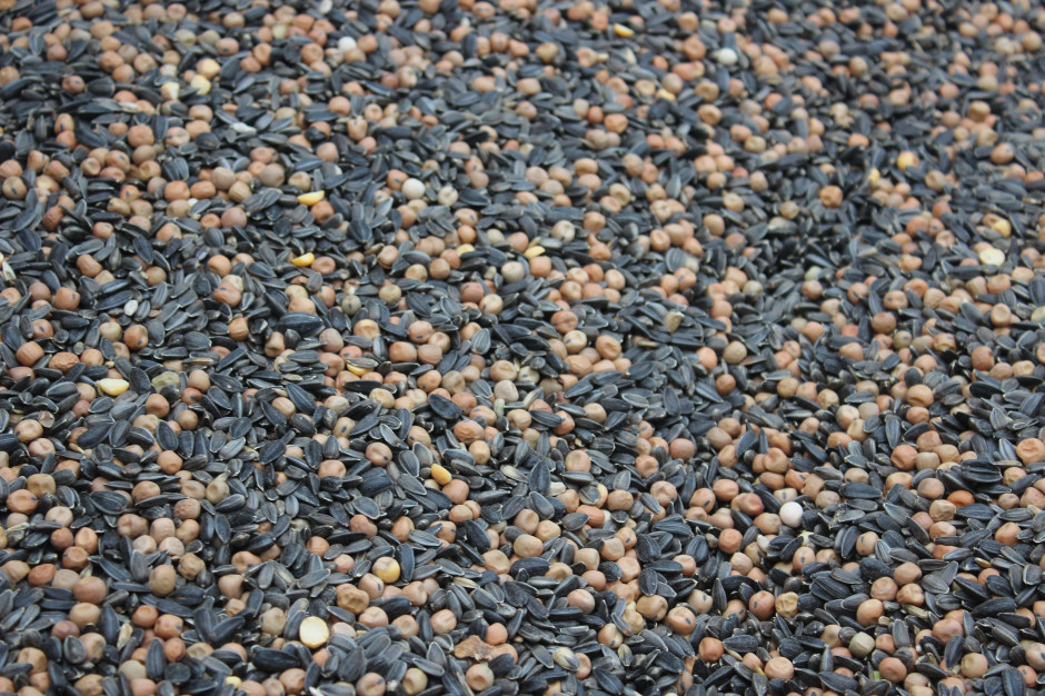 Mieszanka poplonowa składała się z nasion słonecznika, facelii i peluszki. 
