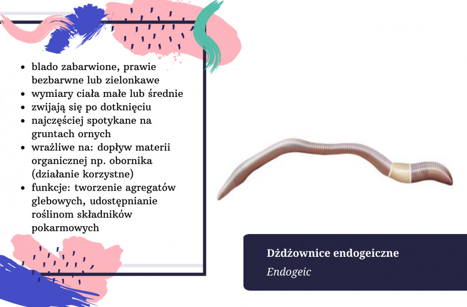 Endogeické žížaly.