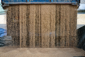 Ruszy obrót pszenicą w ramach Platformy Żywnościowej