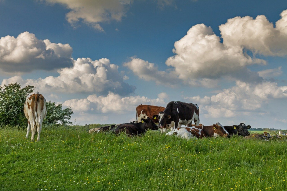 Duńskie stado krów mlecznych w końcu 2019 roku liczyło 562 707 zwierząt; fot. pixabay
