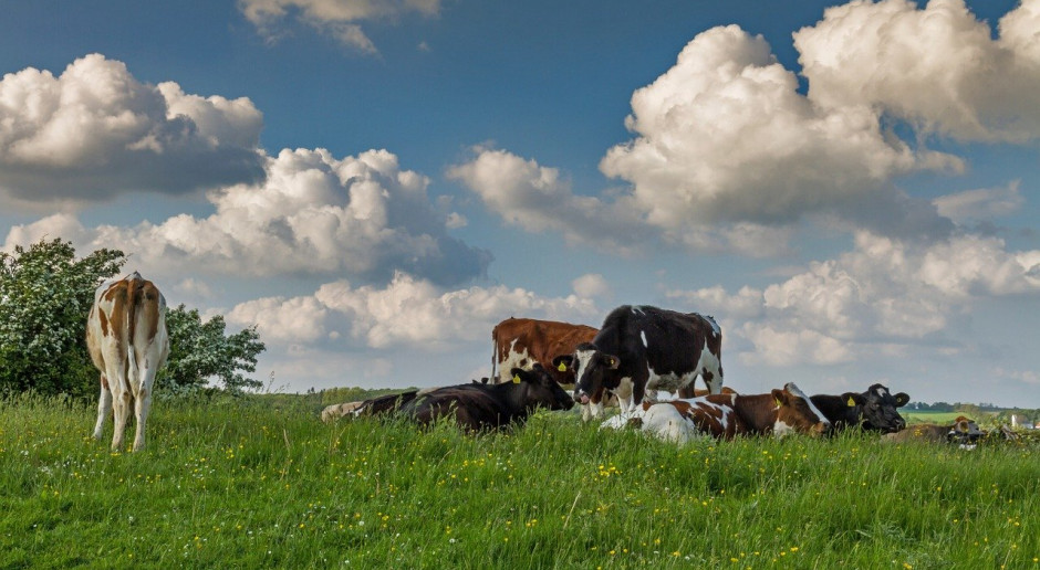 Dania: Niskie ceny, spada pogłowie bydła
