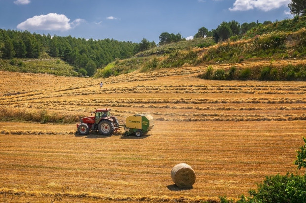 Rosja: Ministerstwo rolnictwa spodziewa się wzrostu produkcji zbóż