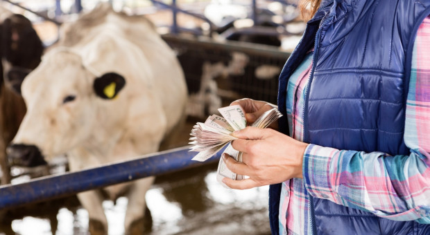 Dwa podobne gospodarstwa mleczarskie mogą osiągać odległe wyniki finansowe