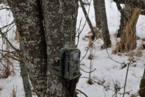Leśnicy wykorzystują fotopułapki do walki z ASF