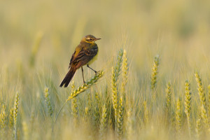 Spadek liczby gatunków ptaków  na polach