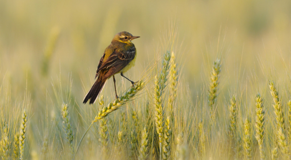 Spadek liczby gatunków ptaków  na polach