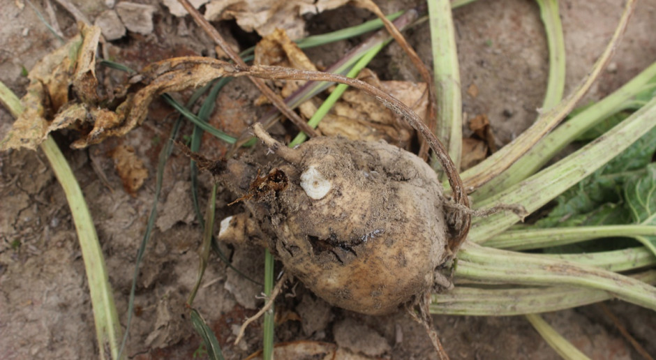 Korzenie buraka cukrowego silnie porażone przez Aphanomyces cochlioides oraz Rizoctonia solani; Fot. A. Kobus Zgnilizny buraka cukrowego coraz groźniejsze