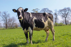 Czy krowa może zagrozić klimatowi na ziemi?