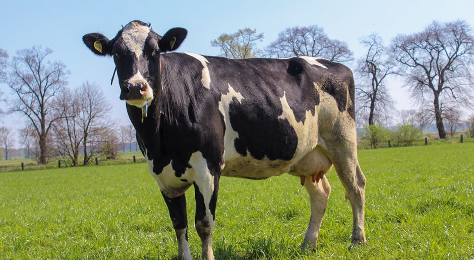 Czy krowa może zagrozić klimatowi na ziemi?