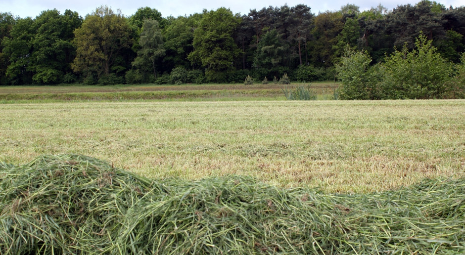 Dostosowanie składu gatunkowego łąk i pastwisk do zmieniającego się klimatu