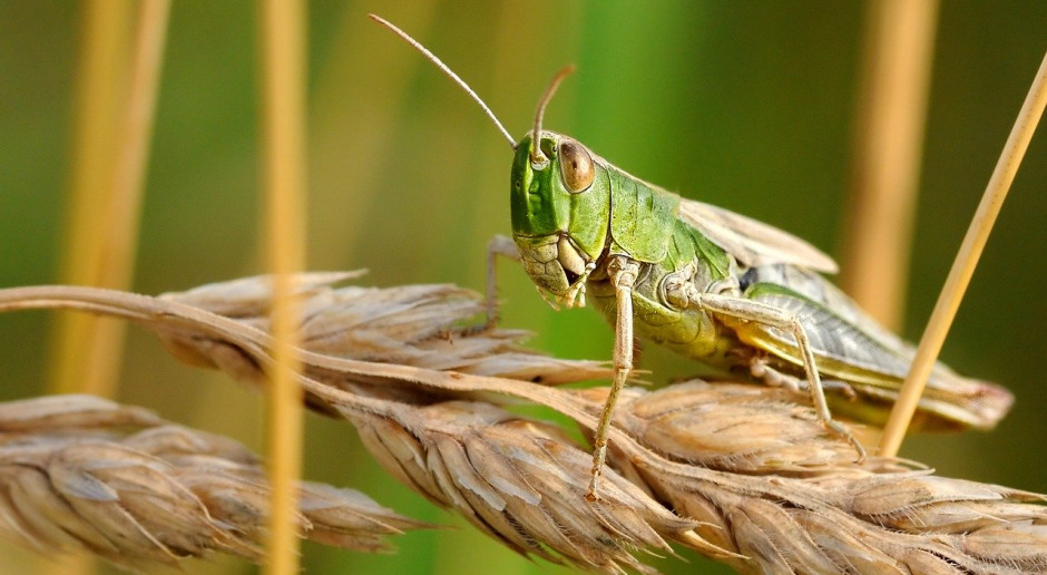 Szarańcza pustynna; Fot.Pixabay.com Plaga szarańczy dociera do Ugandy