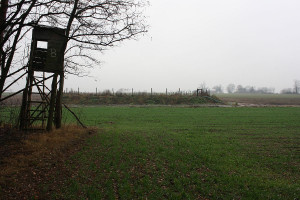 Polowań zbiorowych na dziki w Łódzkiem nie będzie