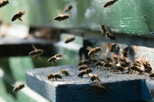 Pierwszy fungicyd stosowany tylko za pośrednictwem pszczół