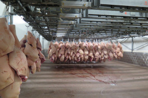USDA: w 2023 r. spodziewana stabilna globalna produkcja wieprzowiny, ale mniejszy eksport