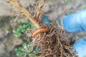 Szkodniki coraz bardziej odporne na insektycydy