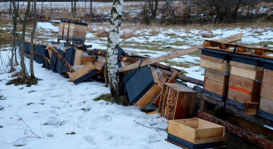 Nieznany sprawca zniszczył 15 uli w pasiece, Fot. Wielka Pszczoła Kto zdemolował pasiekę w Górach Sowich?
