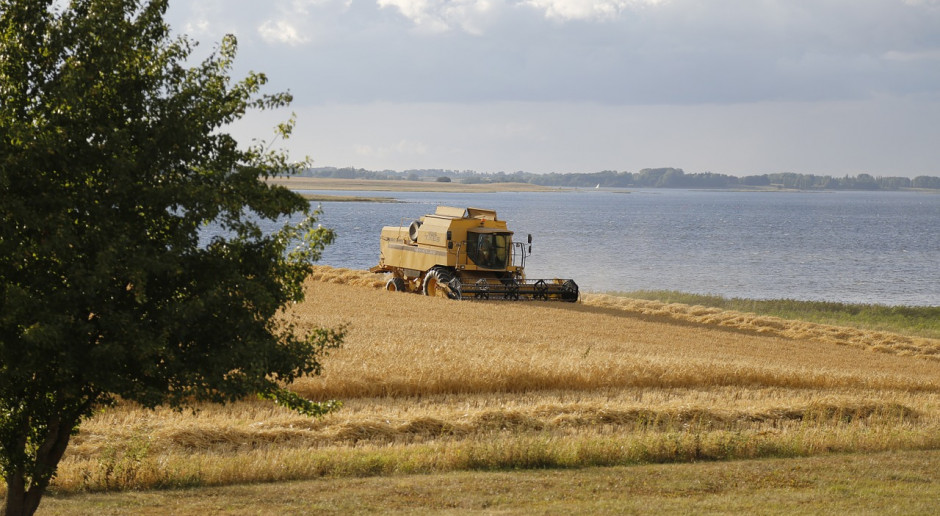 Stratégie Grains - niższa prognoza zbiorów pszenicy w UE