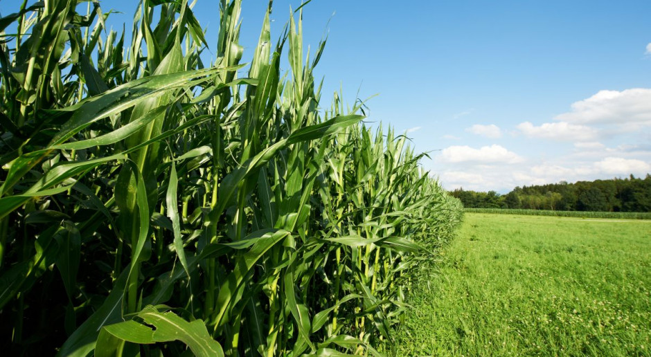 Ruszyły konsultacje w sprawie kukurydzy MON 810
