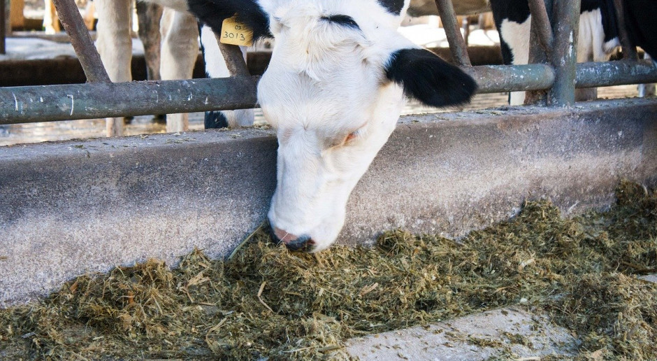 Od 2000 r. pogłowie krów w Szwecji spadło o prawie 30 proc.; Fot.Pixabay.com Szwecja: Pogłowie bydła maleje i maleje