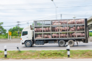 Chiński program odbudowy pogłowia świń - na czym polega?