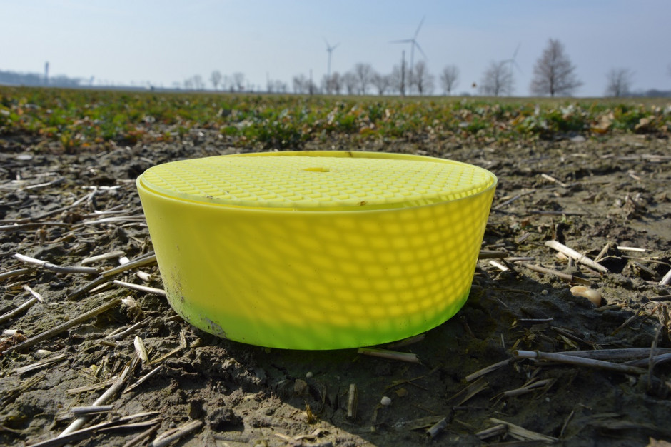 Żółte naczynia na polu to najprostszy, skuteczny i najtańszym sposób monitoringu plantacji pod kątem szkodników; Fot. Katarzyna Szulc